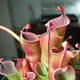 Heliamphora minor