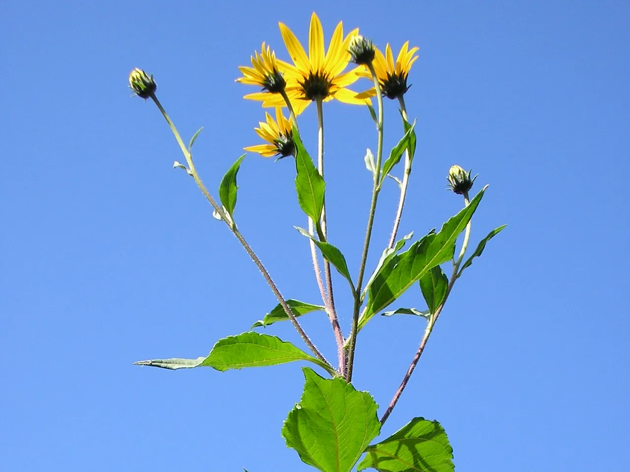 Canadian sunflower