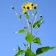 Canadian sunflower