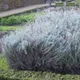 Corsican helichrysum