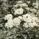 Helichrysum petiolare