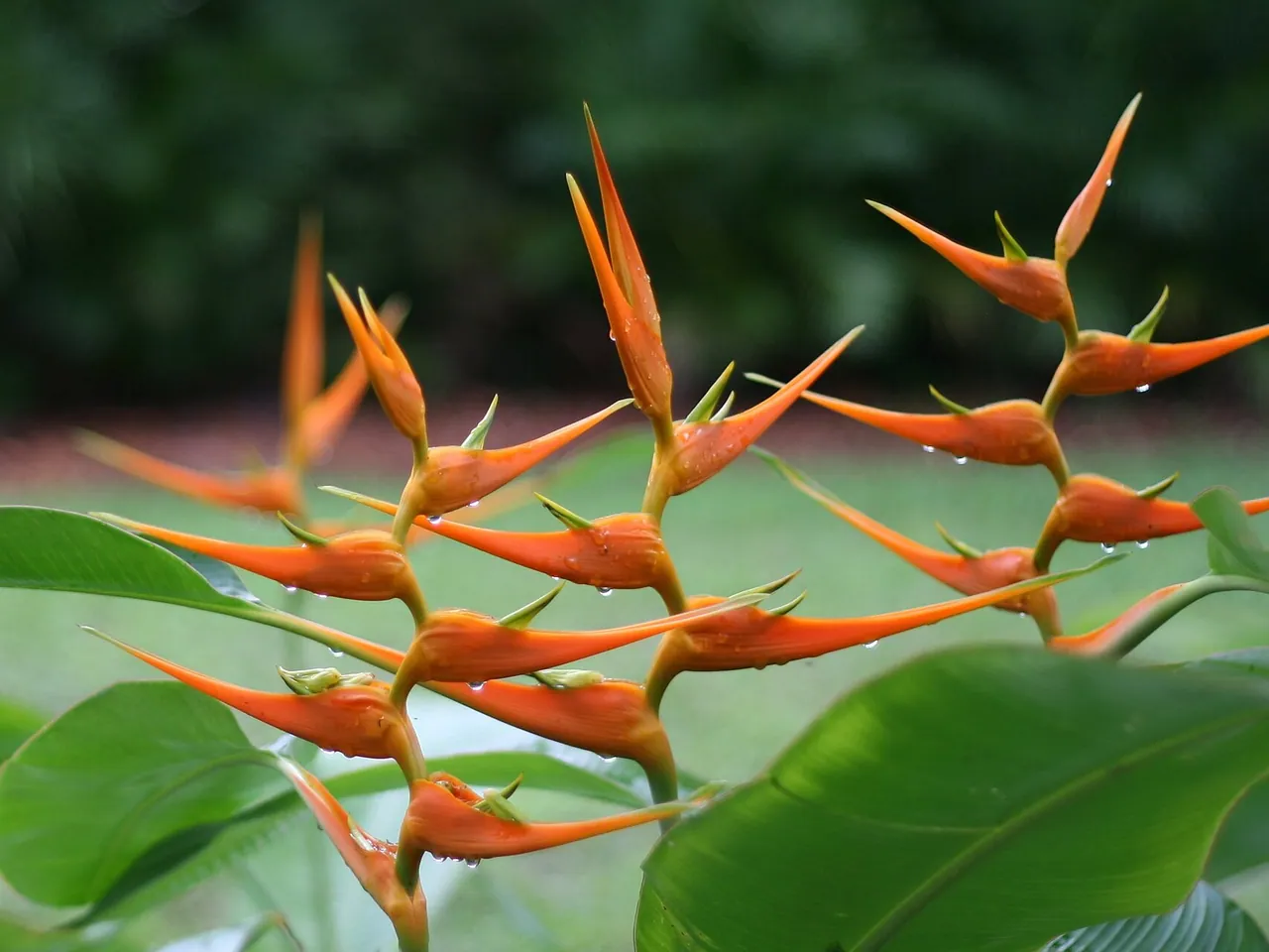 Heliconia latispatha
