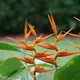 Heliconia latispatha
