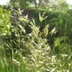Helictotrichon pubescens