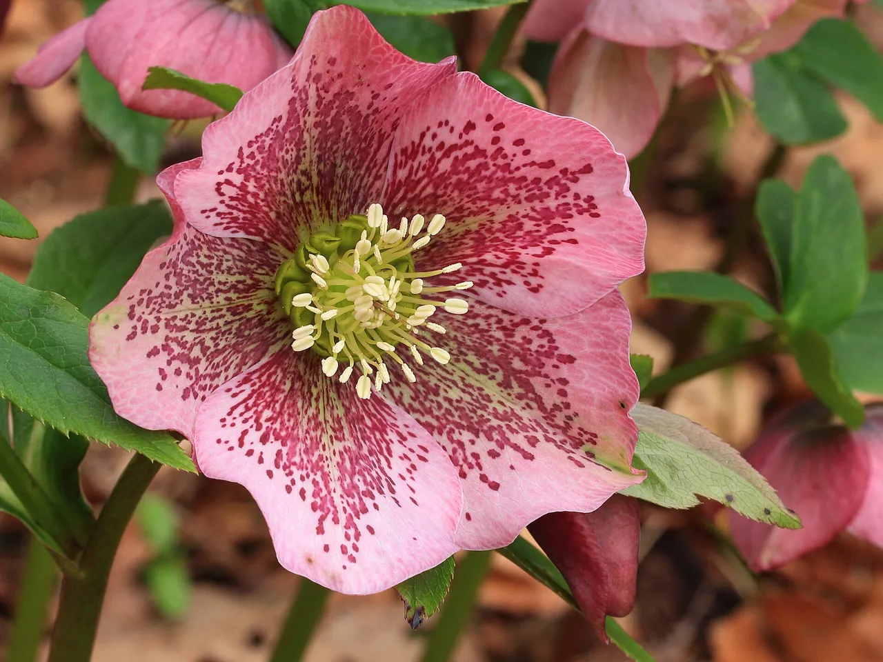Helleborus orientalis
