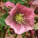 Helleborus orientalis