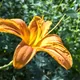 Corn lily