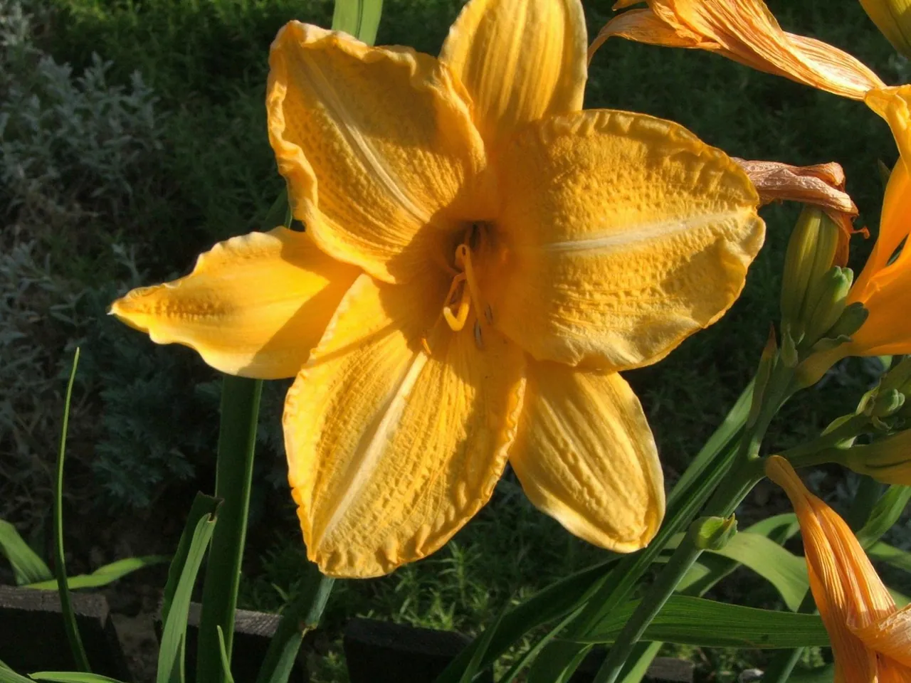 Hemerocallis × hybrida