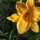 Hemerocallis × hybrida