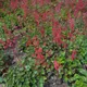 Heuchera × brizoides