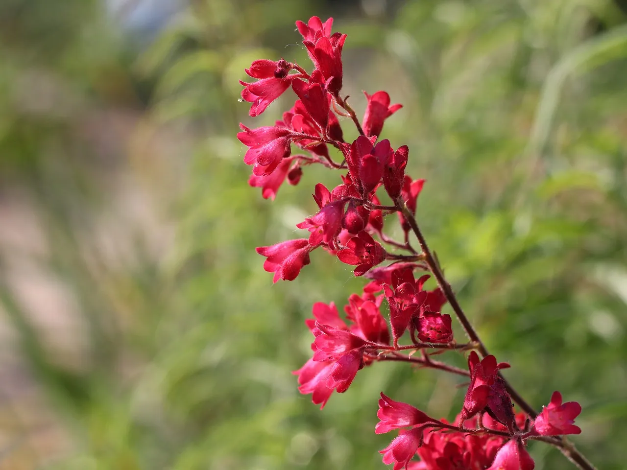 Coral bells