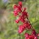 Coral bells