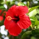 China rose
