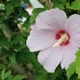 Rose of Sharon