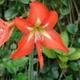 Hippeastrum reginae