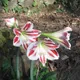 Superb amaryllis