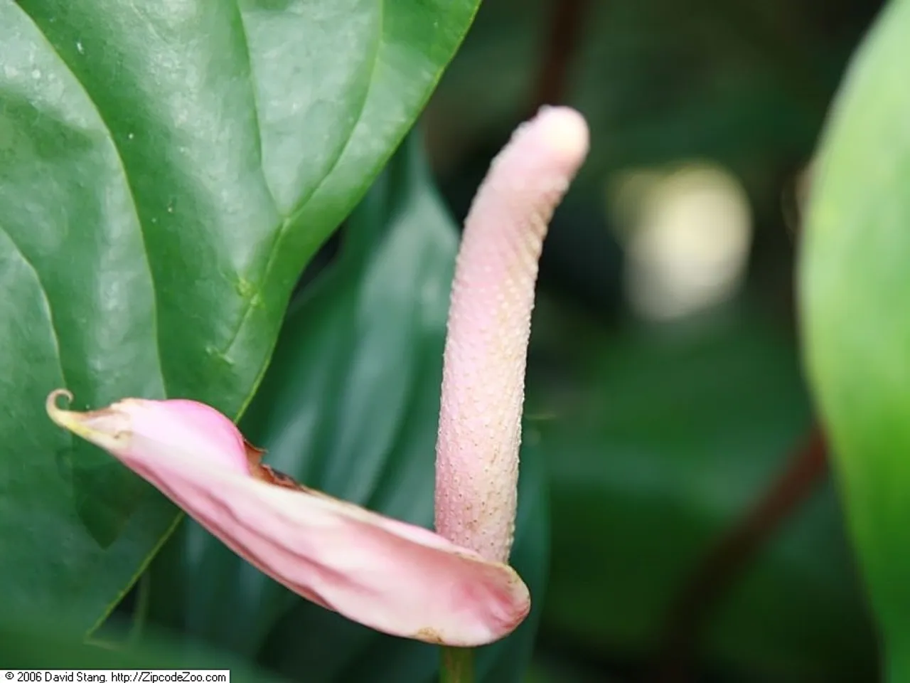 Homalomena rubescens