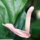 Homalomena rubescens