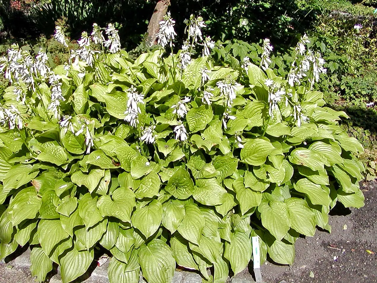 Plantain lily