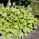 Plantain lily