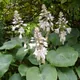 Plantain lily