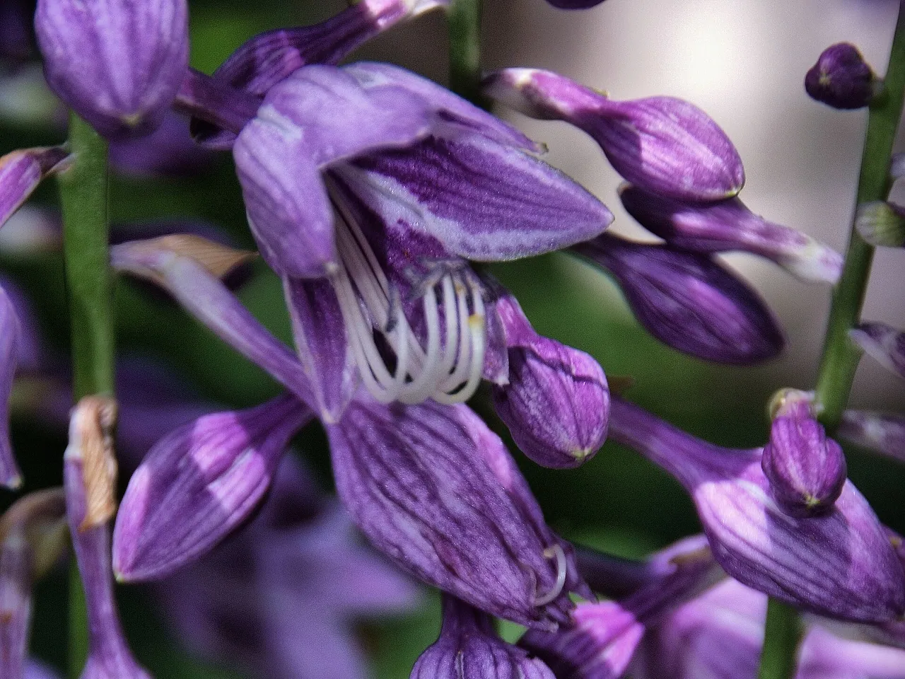 Plantain lily