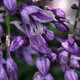 Plantain lily
