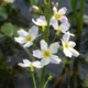 Water violet