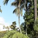 Belmore sentry palm