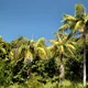 Kentia palm