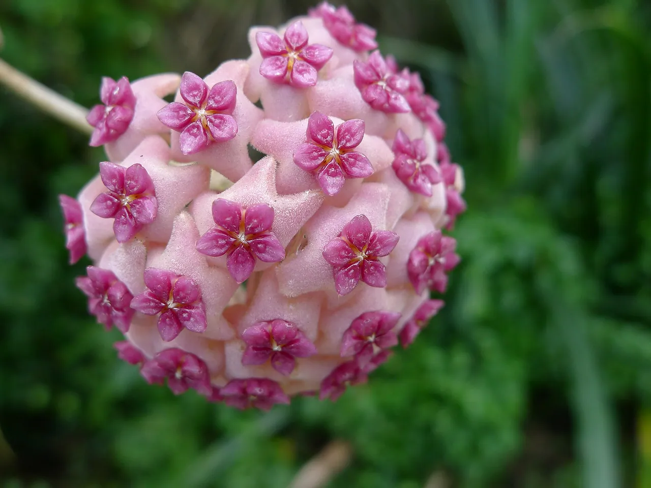 Hoya aldrichii