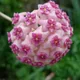 Hoya aldrichii