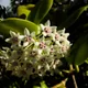 Hoya australis