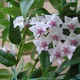 Hoya bella