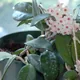 Wax plant