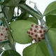 Sweetheart plant
