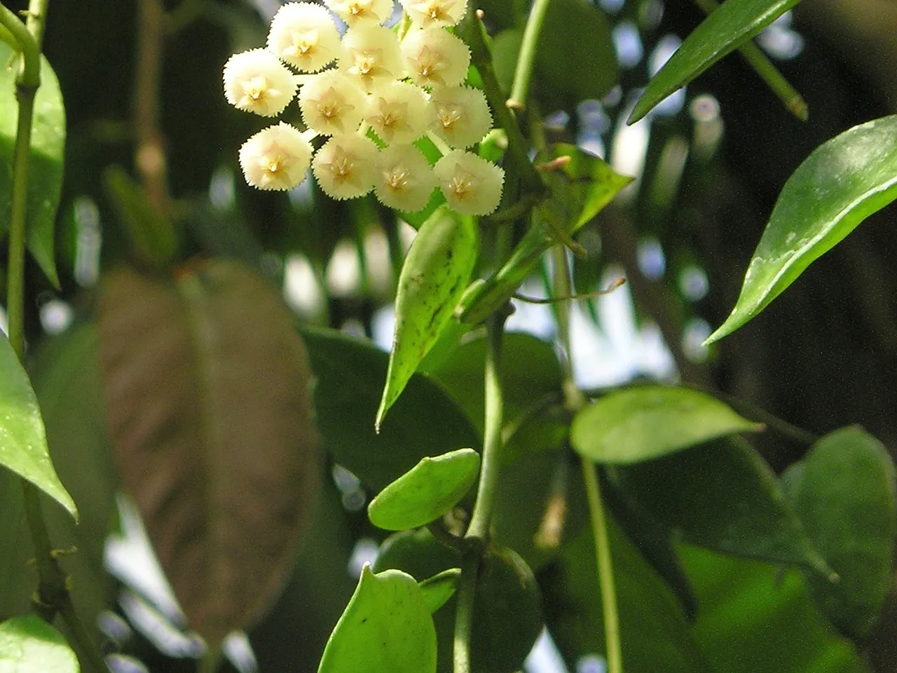 Hoya lacunosa