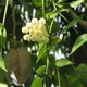 Hoya lacunosa