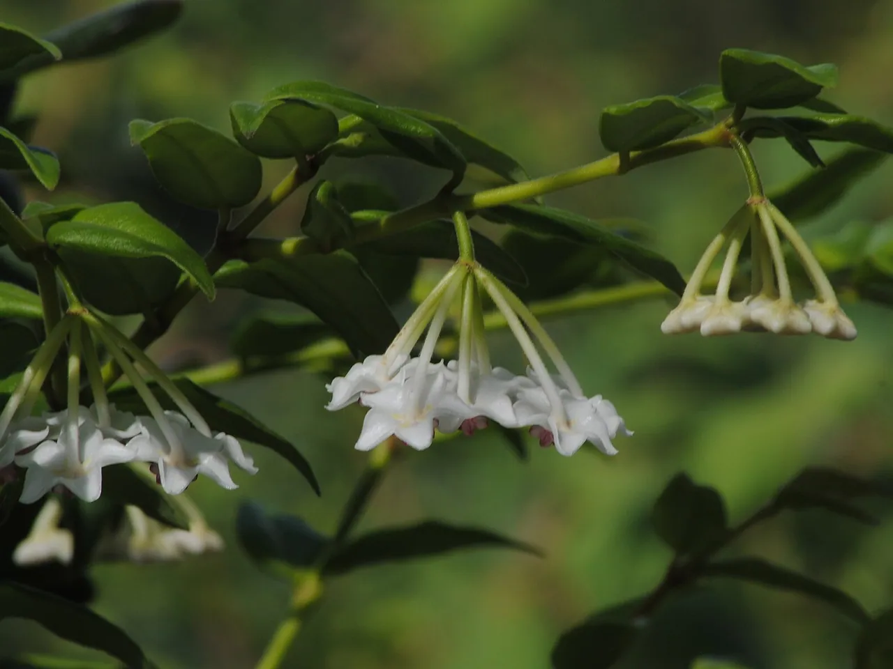 Hoya lanceolata