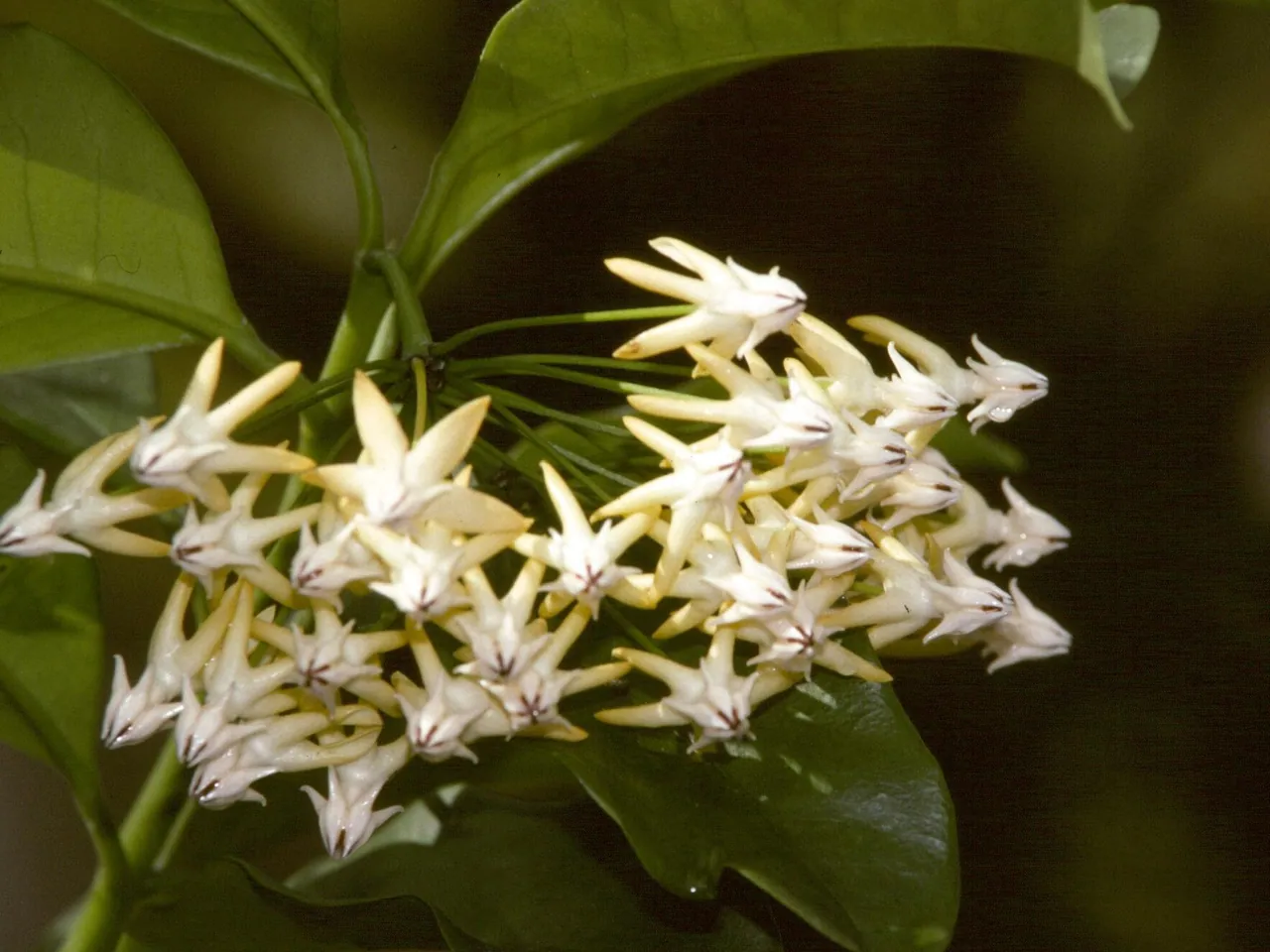 Hoya multiflora