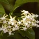 Hoya multiflora