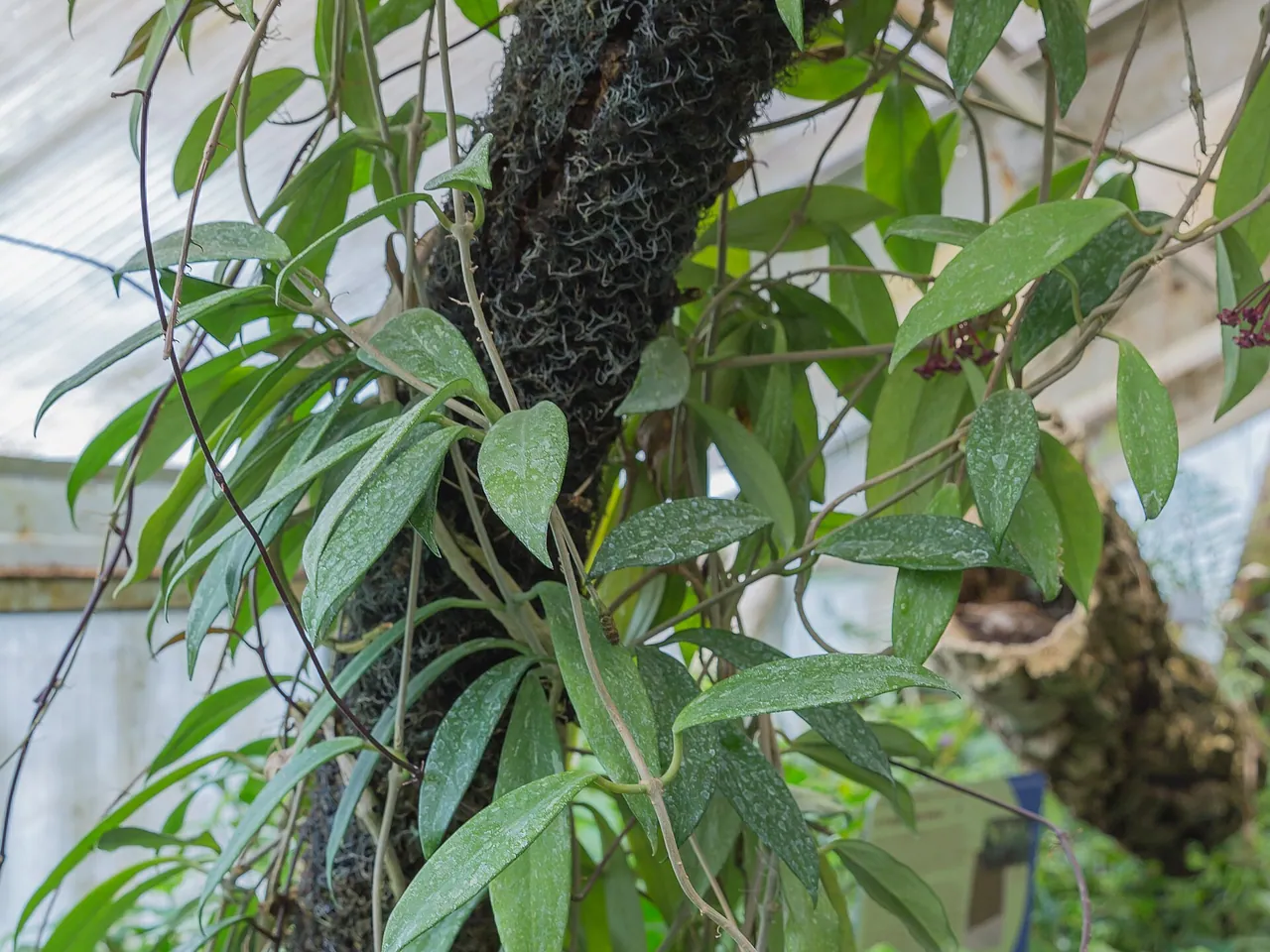 Hoya pubicalyx