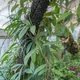 Hoya pubicalyx