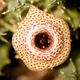 Huernia guttata
