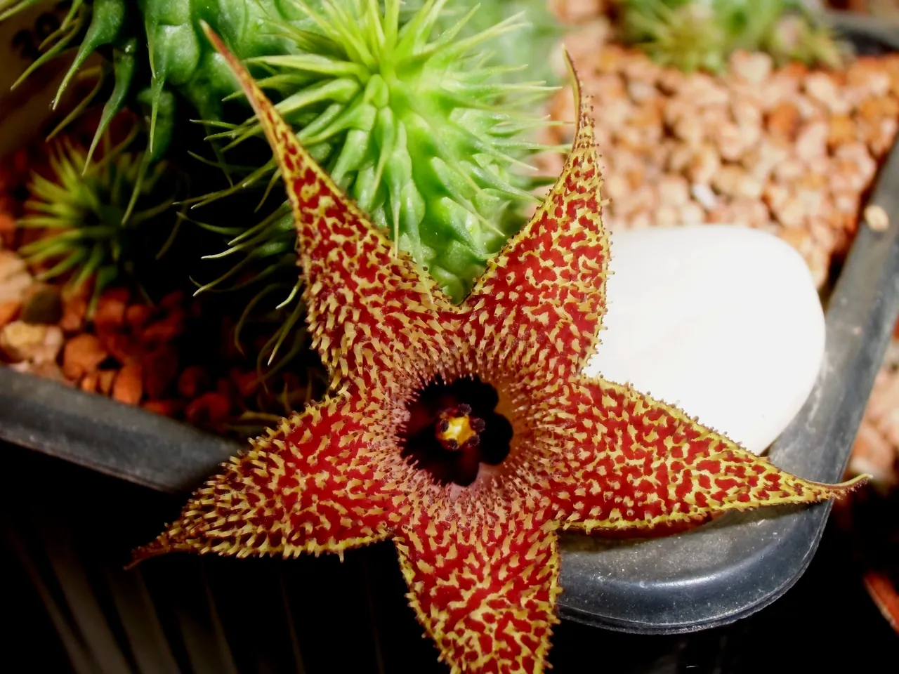 Huernia pillansii