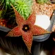 Huernia pillansii