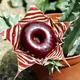 Huernia zebrina