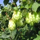 Common hop