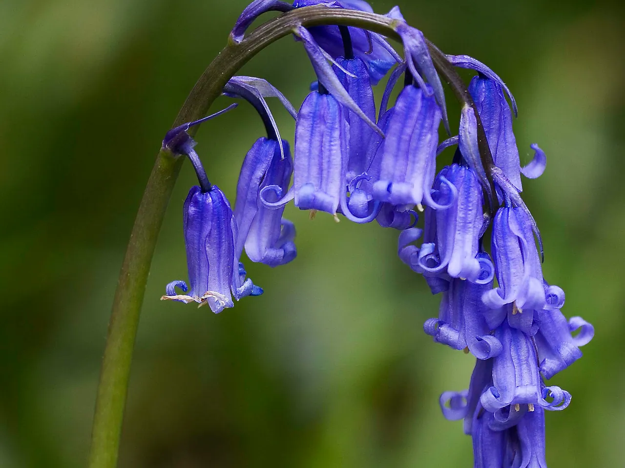 Bluebell