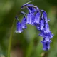 Bluebell
